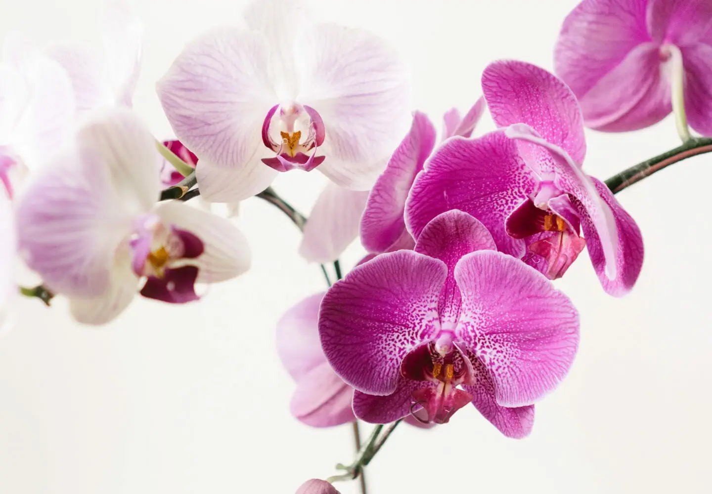 Utilizzare i fondi di tè per migliorare la salute delle tue orchidee: scopri come