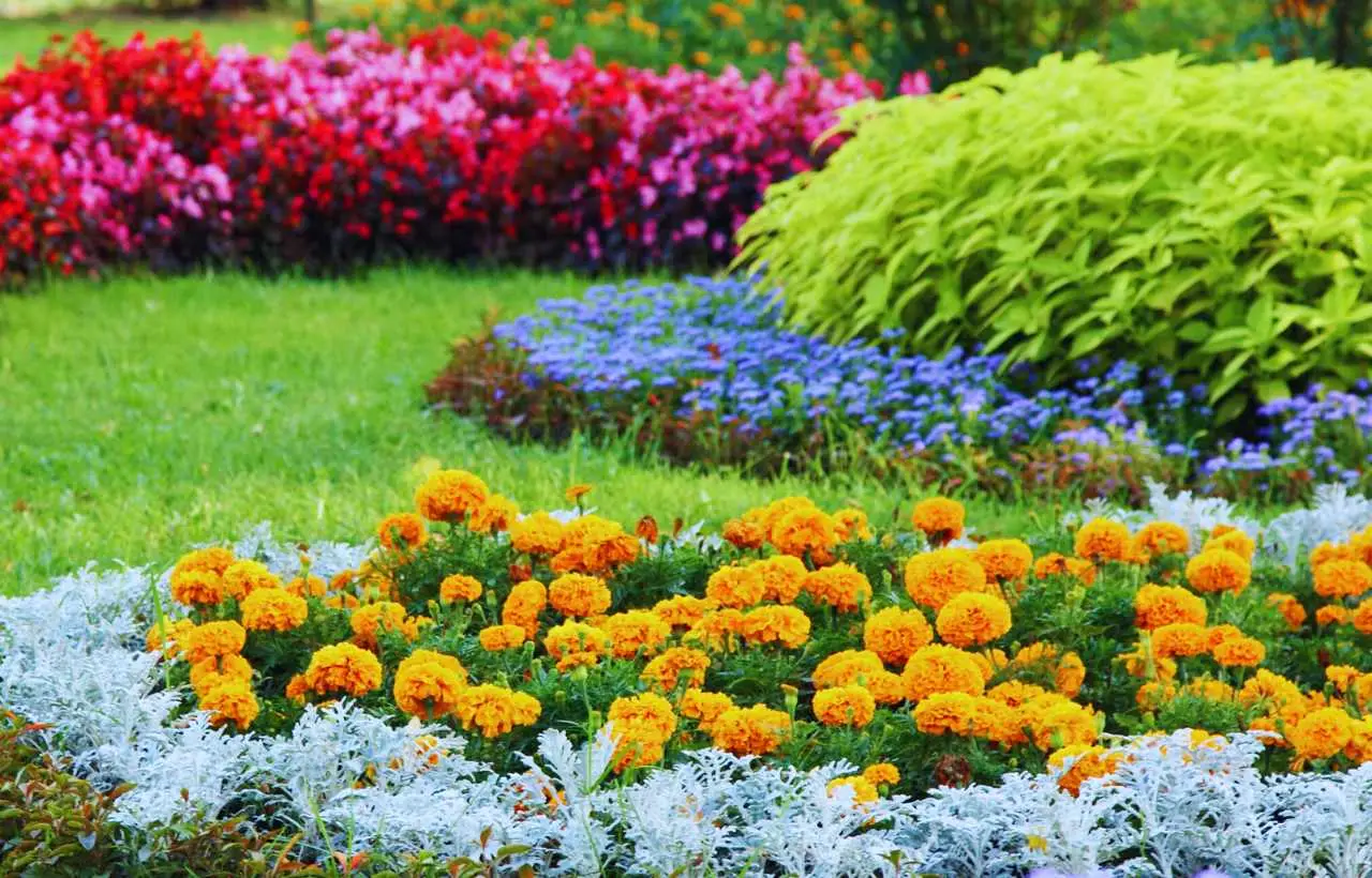 Vuoi fioriture vistose in giardino? Prova il gelsomino resistente anche all’ombra