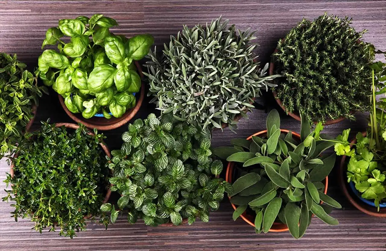 La pianta aromatica che cresce anche sul balcone e protegge dagli insetti tutto l’anno