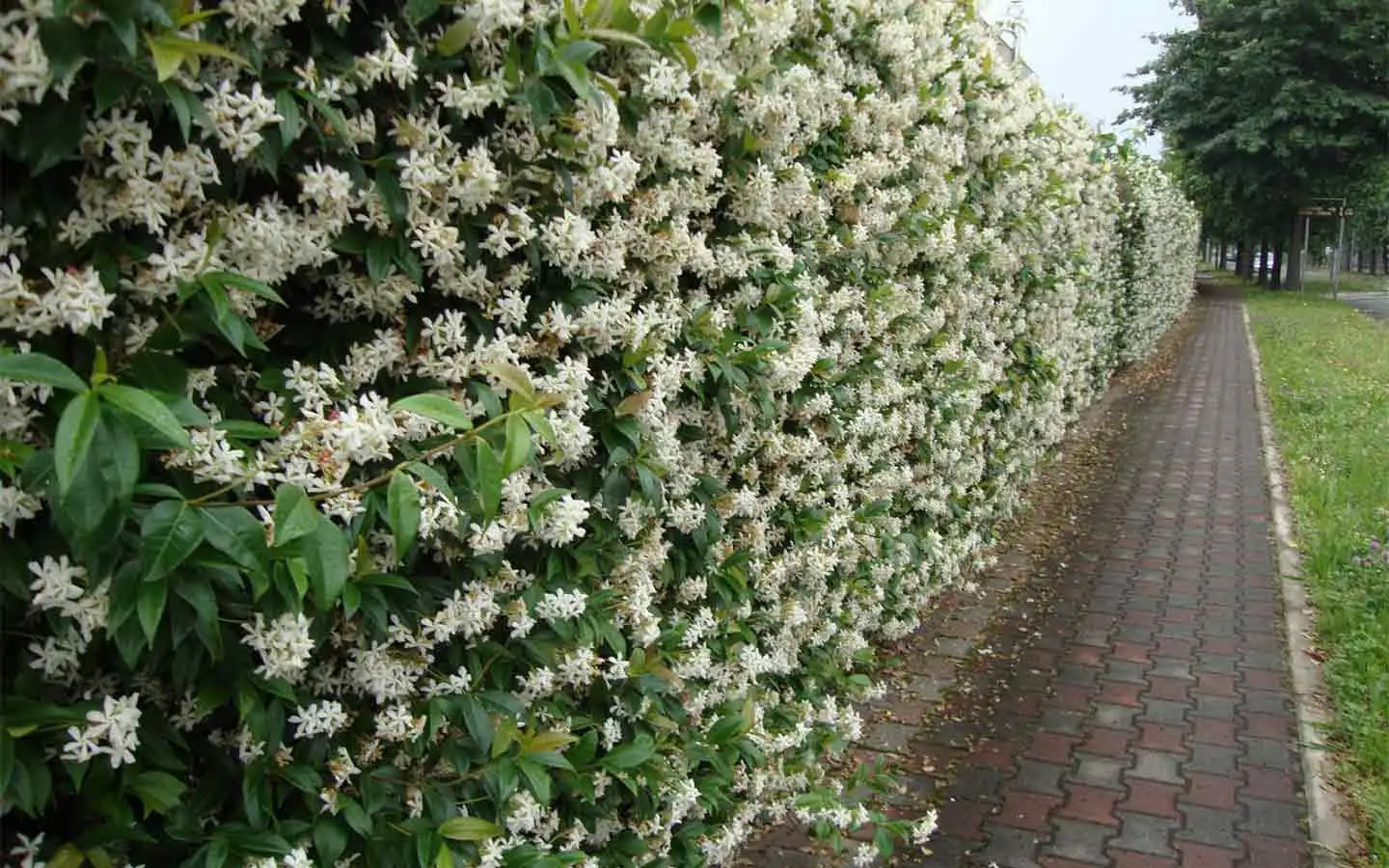 La tappezzante che produce fiori profumati anche in inverno: facile per principianti
