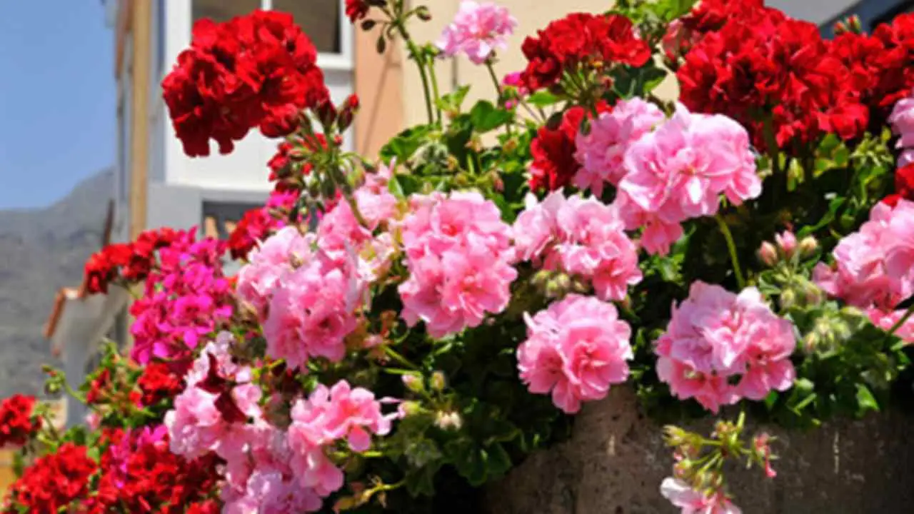 Come aumentare la fioritura dei gerani usando scarti di caffè: guida passo passo