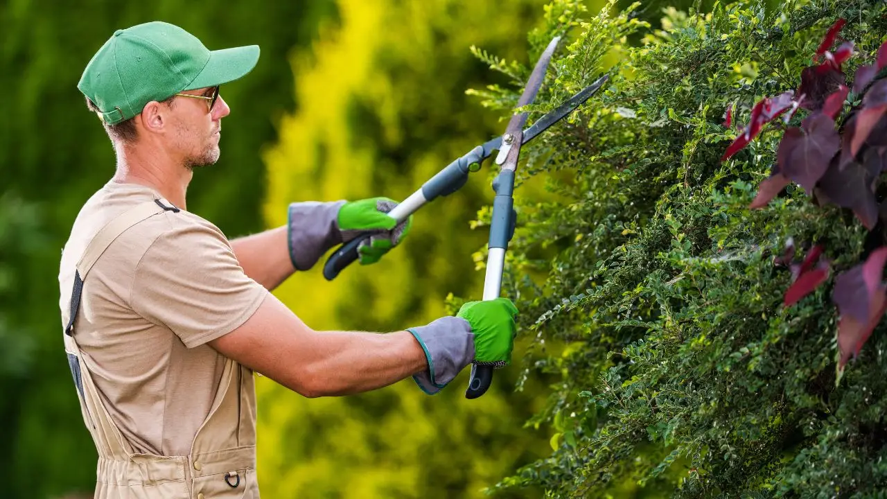 A cosa servono i giardinieri? Scopri perché la cura del verde è importante per la salute e l’ambiente