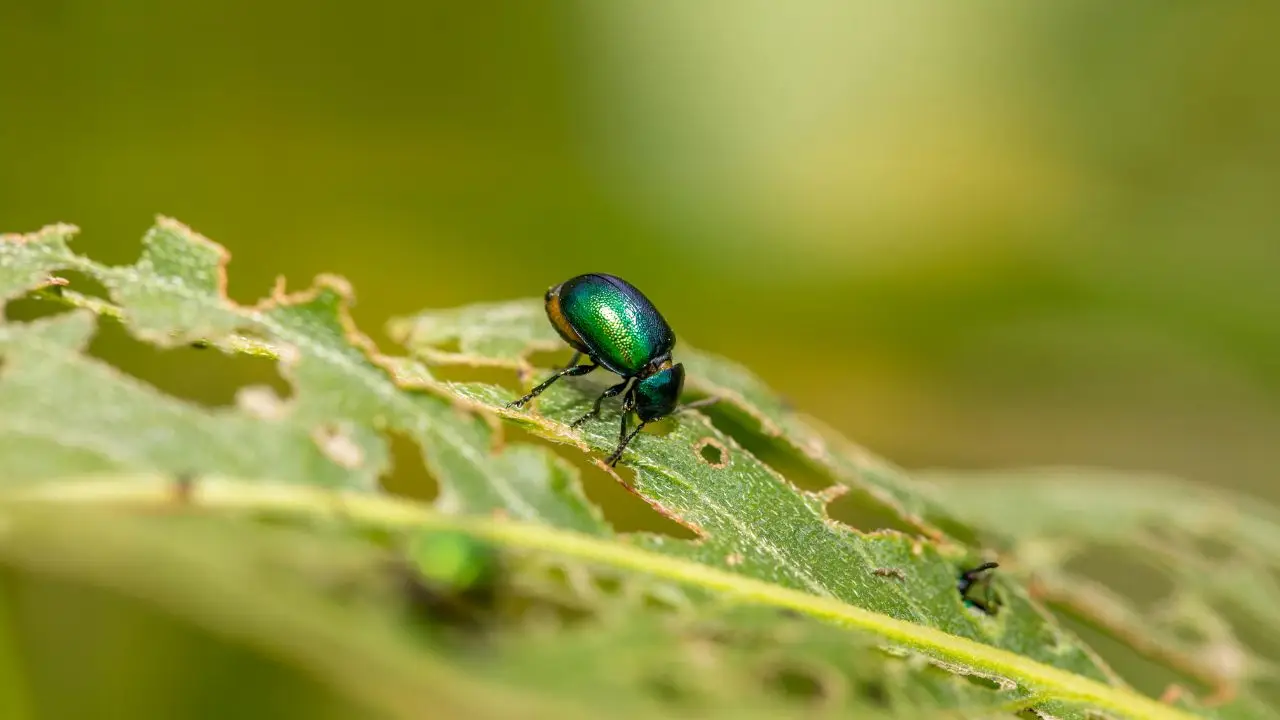 Insetti mangiafoglie: quali sono le larve che attaccano piante e giardini e come riconoscerle