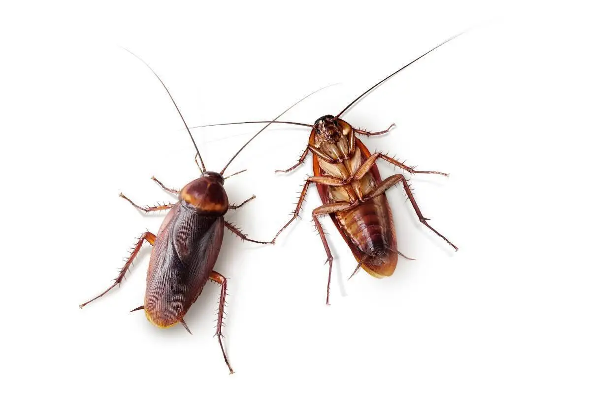 Insetti in bagno: quali sono quelli che escono dalla doccia e perché compaiono nelle nostre case?