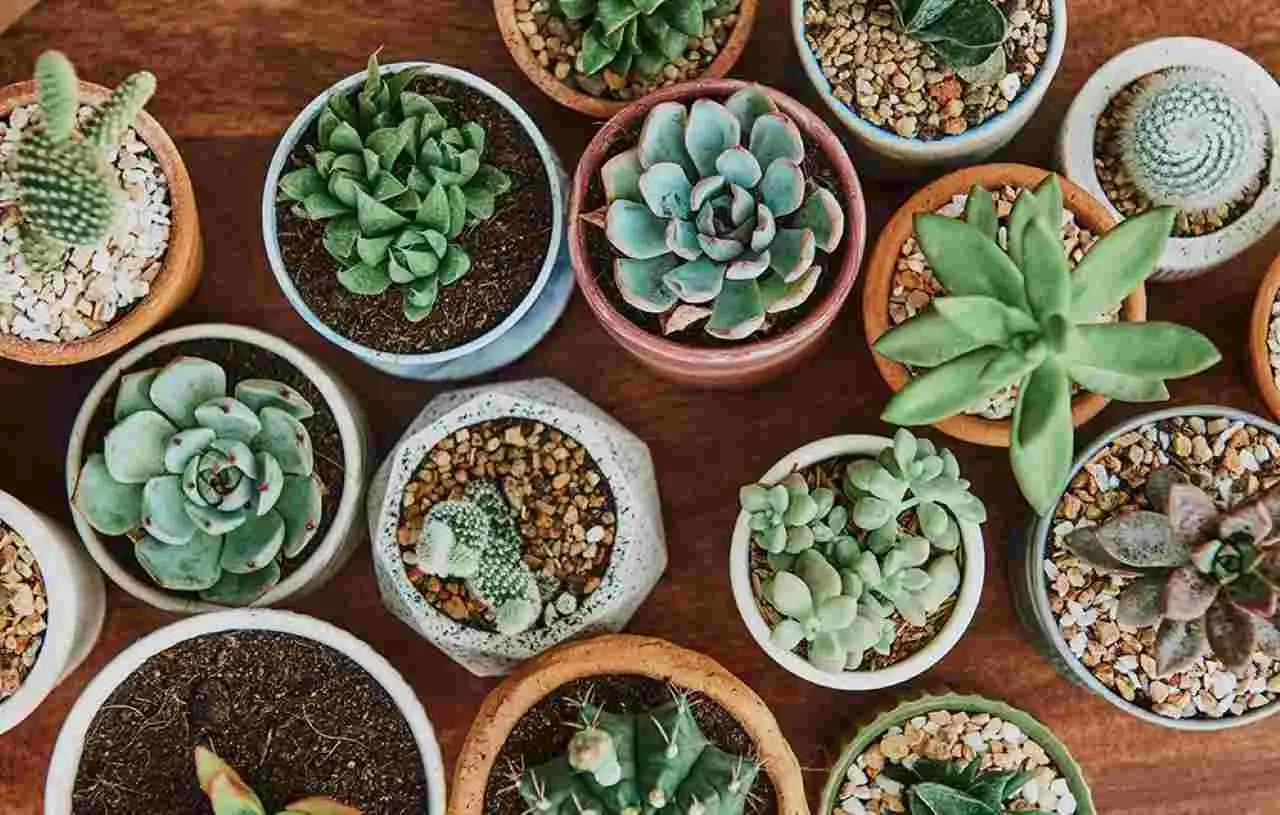 Come nutrire le piante grasse in modo naturale: consigli e soluzioni per chi vuole un angolo verde sostenibile