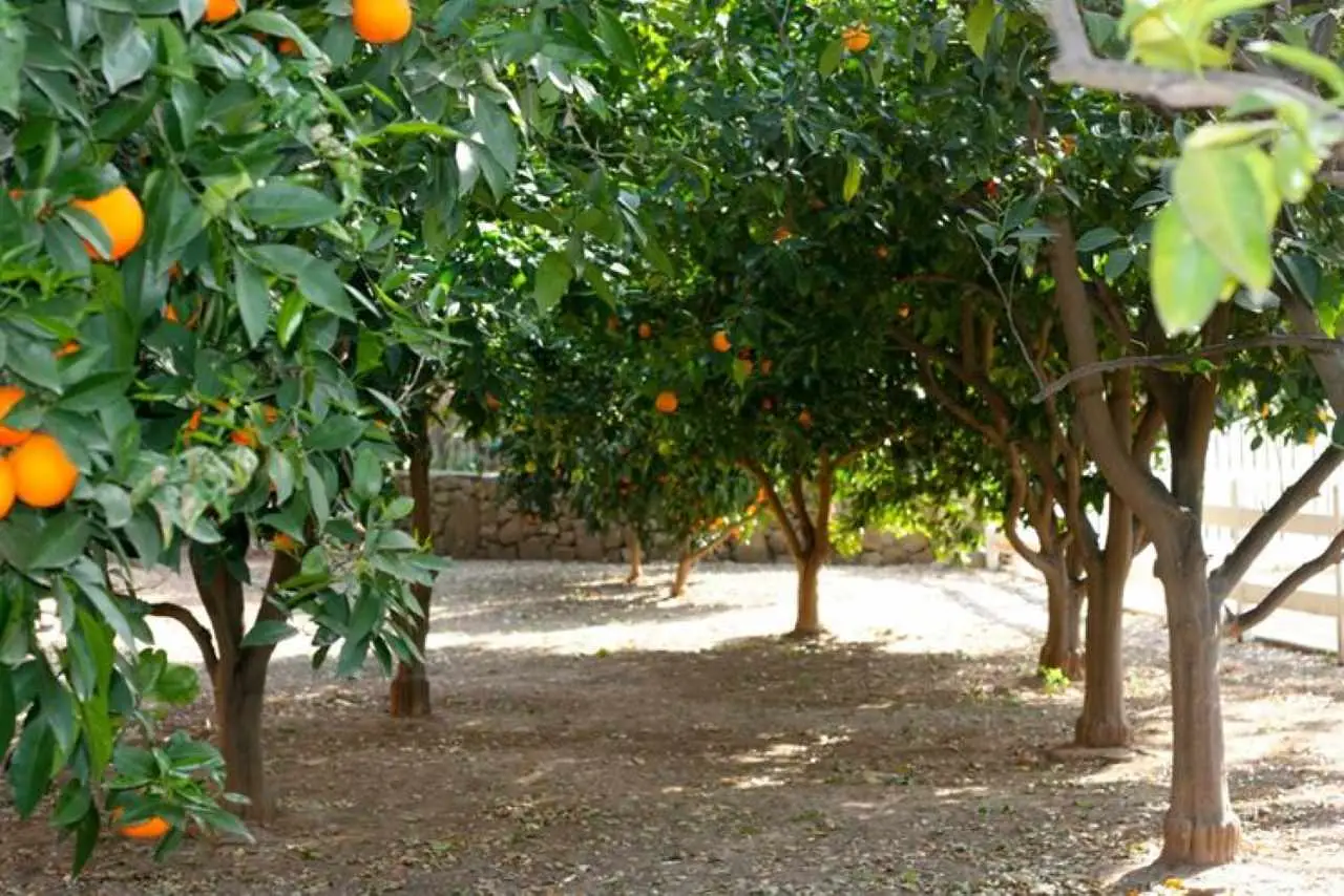 Scoprire gli alberi da frutto più resistenti: quale scegliere per un giardino facile da curare?