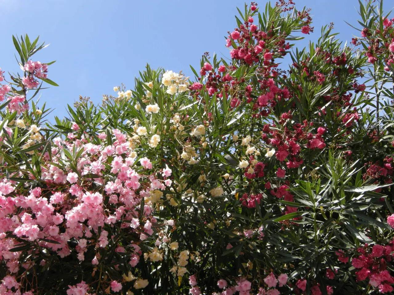 Il calendario della fioritura degli astri: quando sbocciano questi fiori e perché affascinano così tanto?