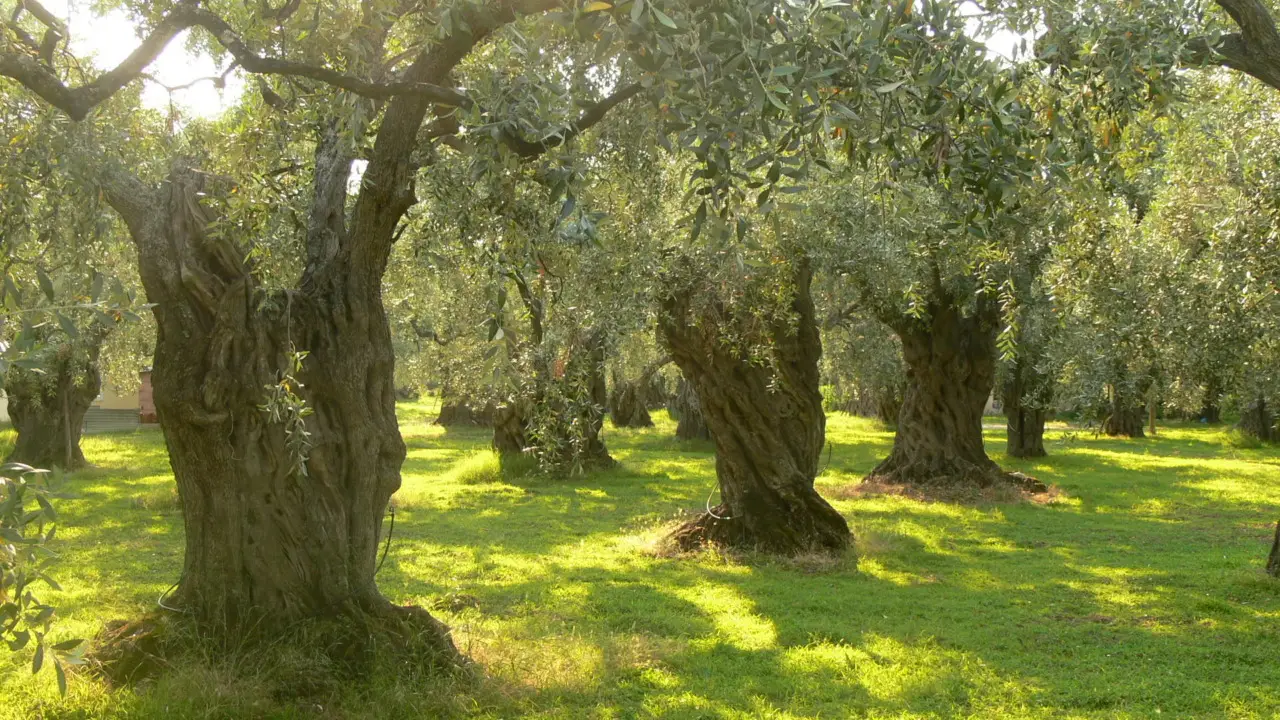 Quali sono gli alberi più preziosi al mondo e perché alcuni legni hanno un valore così alto?