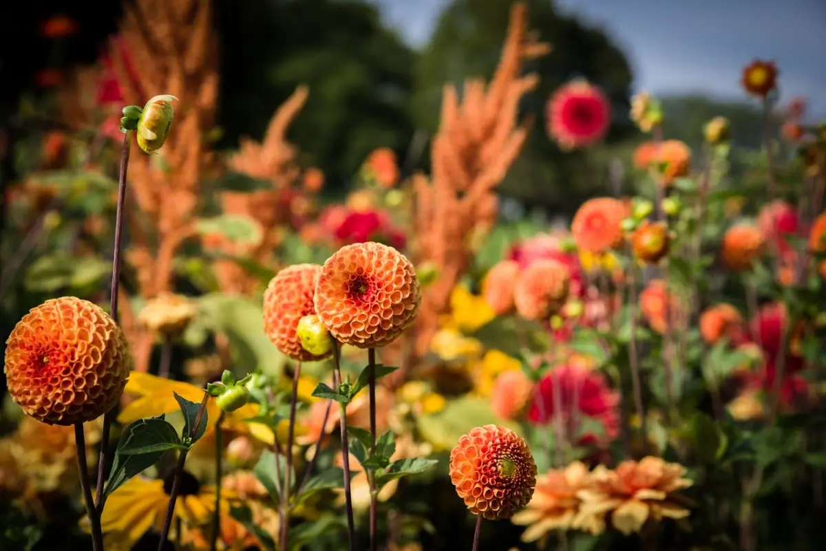 Fiori di settembre: quali sono e cosa simboleggiano nel passaggio dall’estate all’autunno?