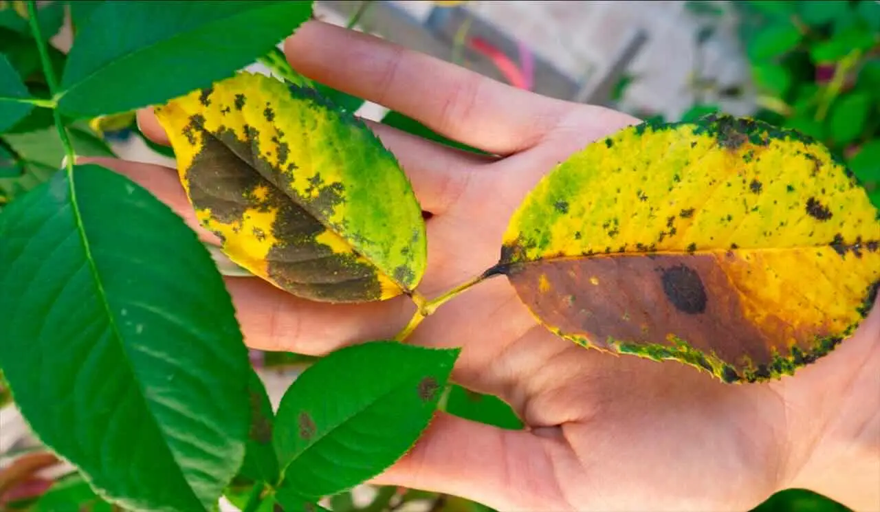 Perché le foglie delle rose ingialliscono? Cause comuni e consigli utili per piante più sane