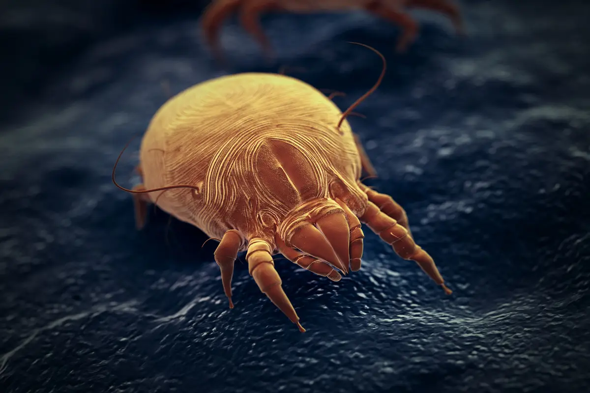 Acari bianchi: cosa sono, dove si trovano e come proteggere la casa da questi minuscoli ospiti