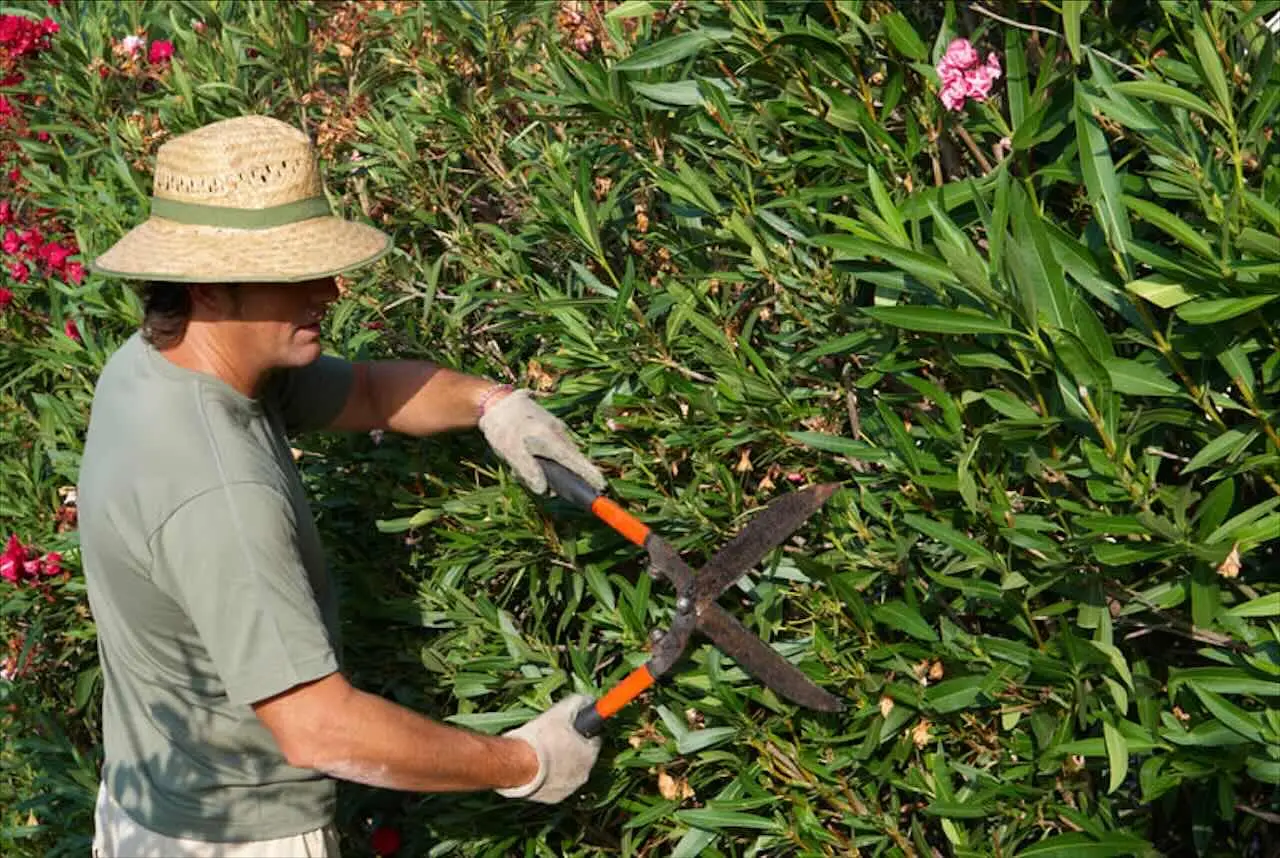 Il trucco dei giardinieri per avere fiori più grandi anche con poca acqua