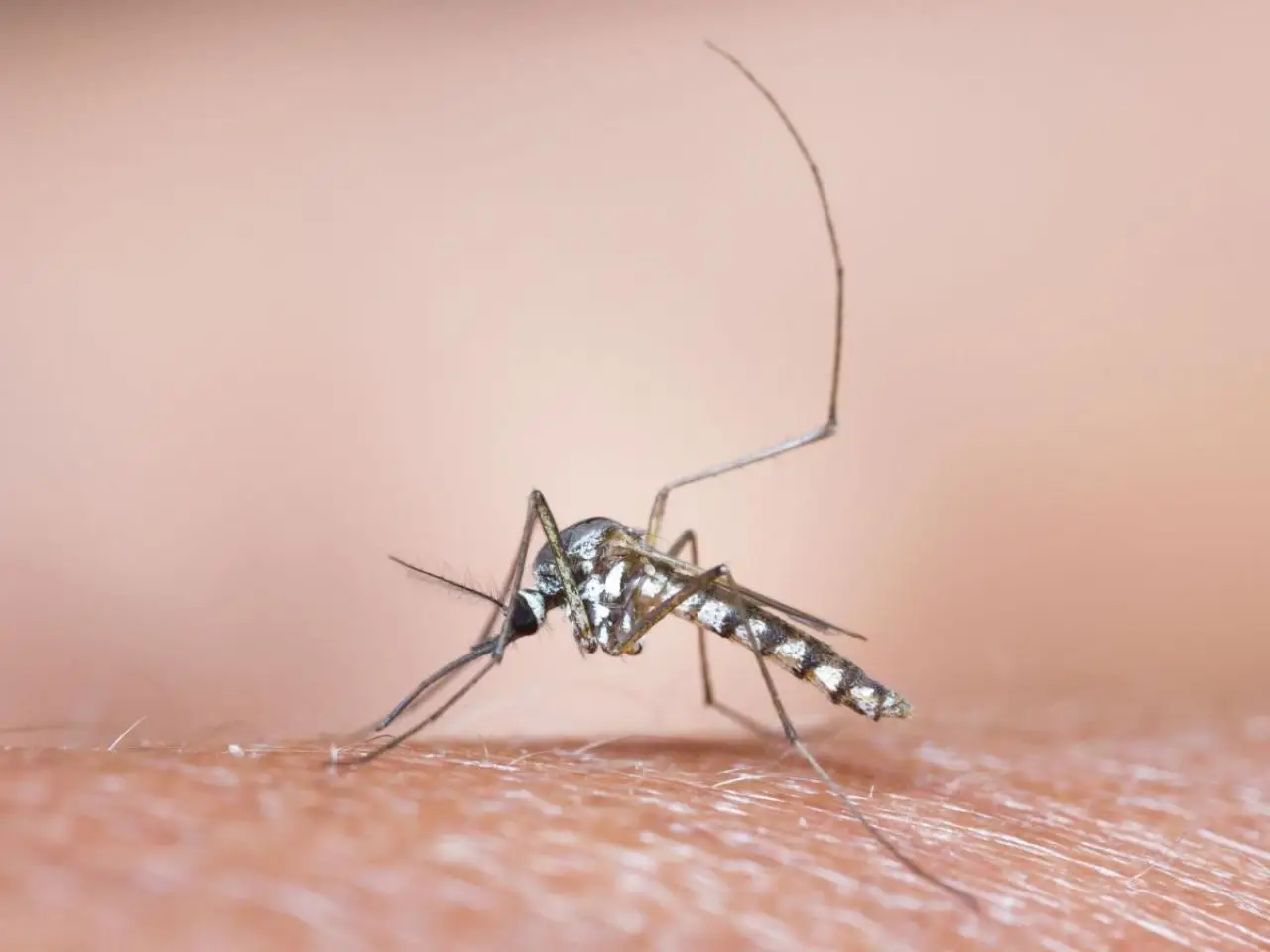 Il mix naturale che tiene lontane zanzare e moscerini dal giardino