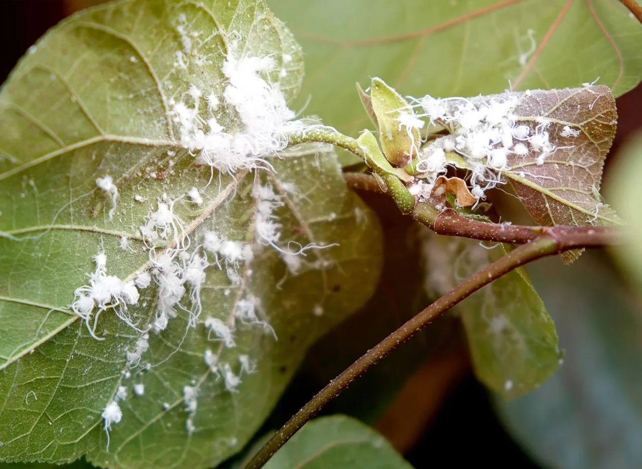 Come preparare il sapone naturale in casa per proteggere le piante dalla cocciniglia: guida e consigli utili
