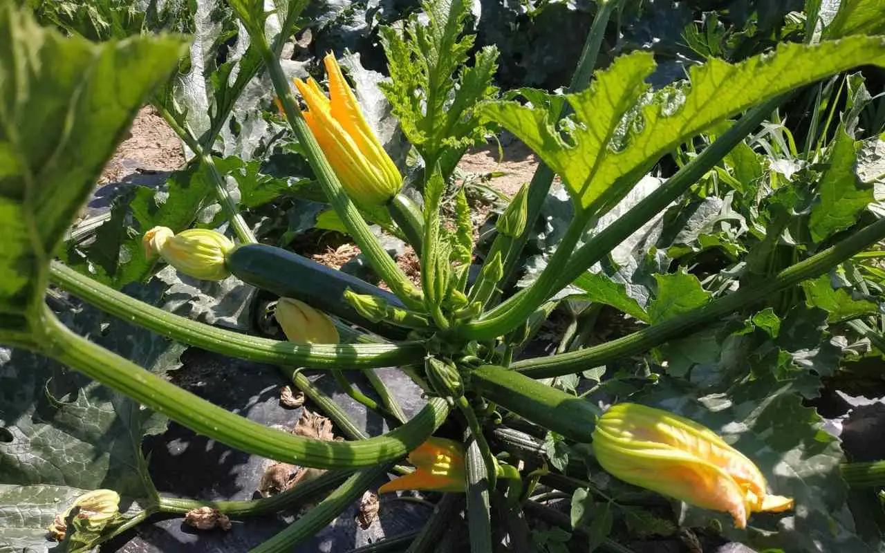 Hai piantato le zucchine nel posto sbagliato: ecco quali piante rischiano di frenare la crescita