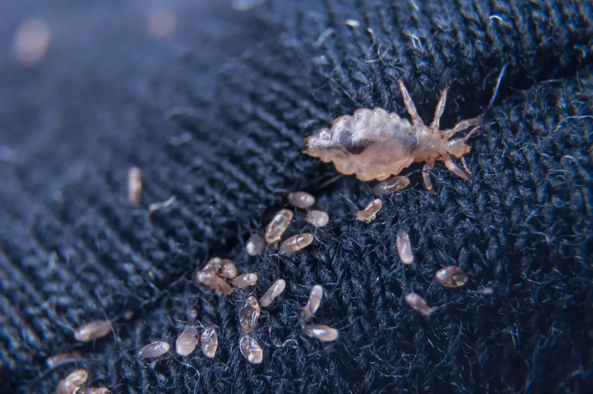 Trovare pulci in casa: quanto costa eliminare il problema in modo sicuro?