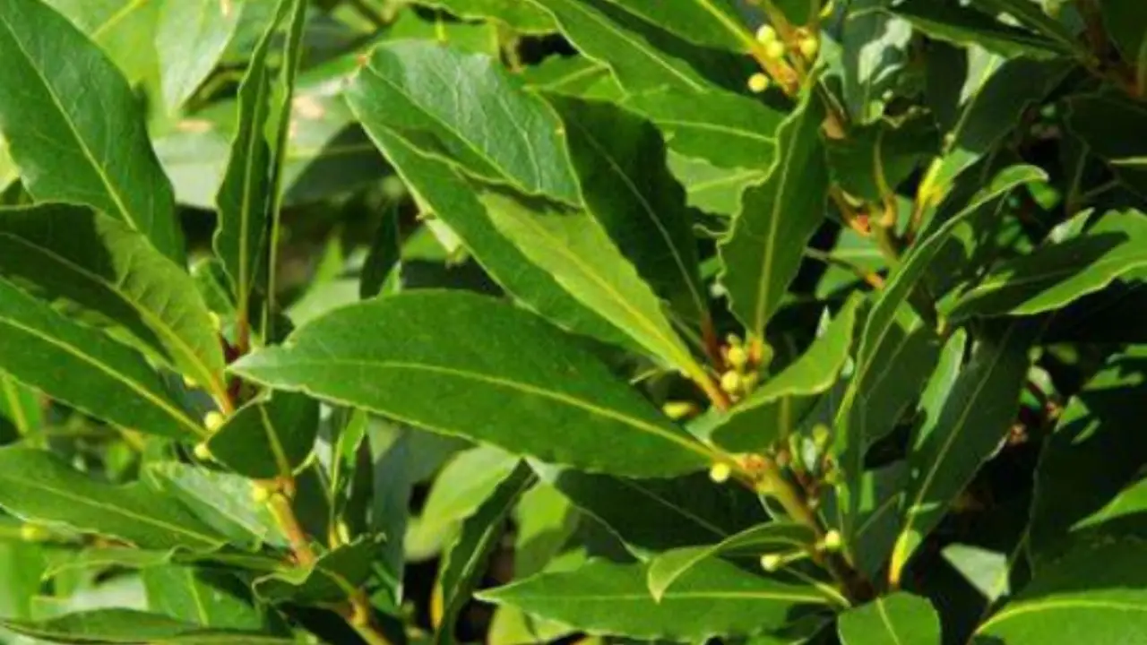 Come posizionare l’alloro in casa: il consiglio che non tutti conoscono