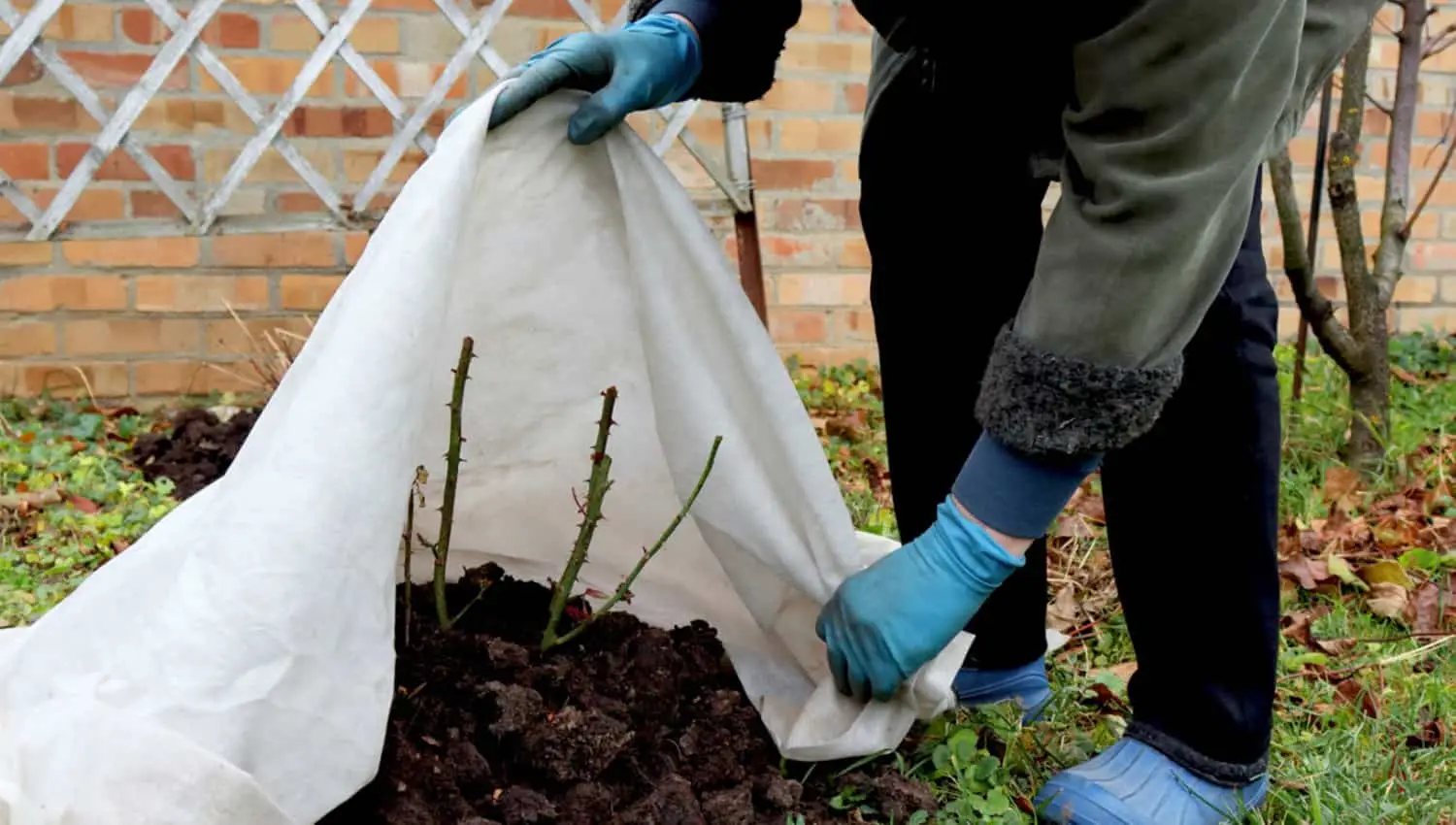 Come usare il telo antigelo: la strategia giusta per salvare i tuoi fiori dal freddo improvviso