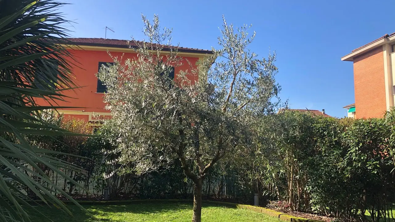 Come allontanare i parassiti delle piante senza usare pesticidi: i due alleati più efficaci