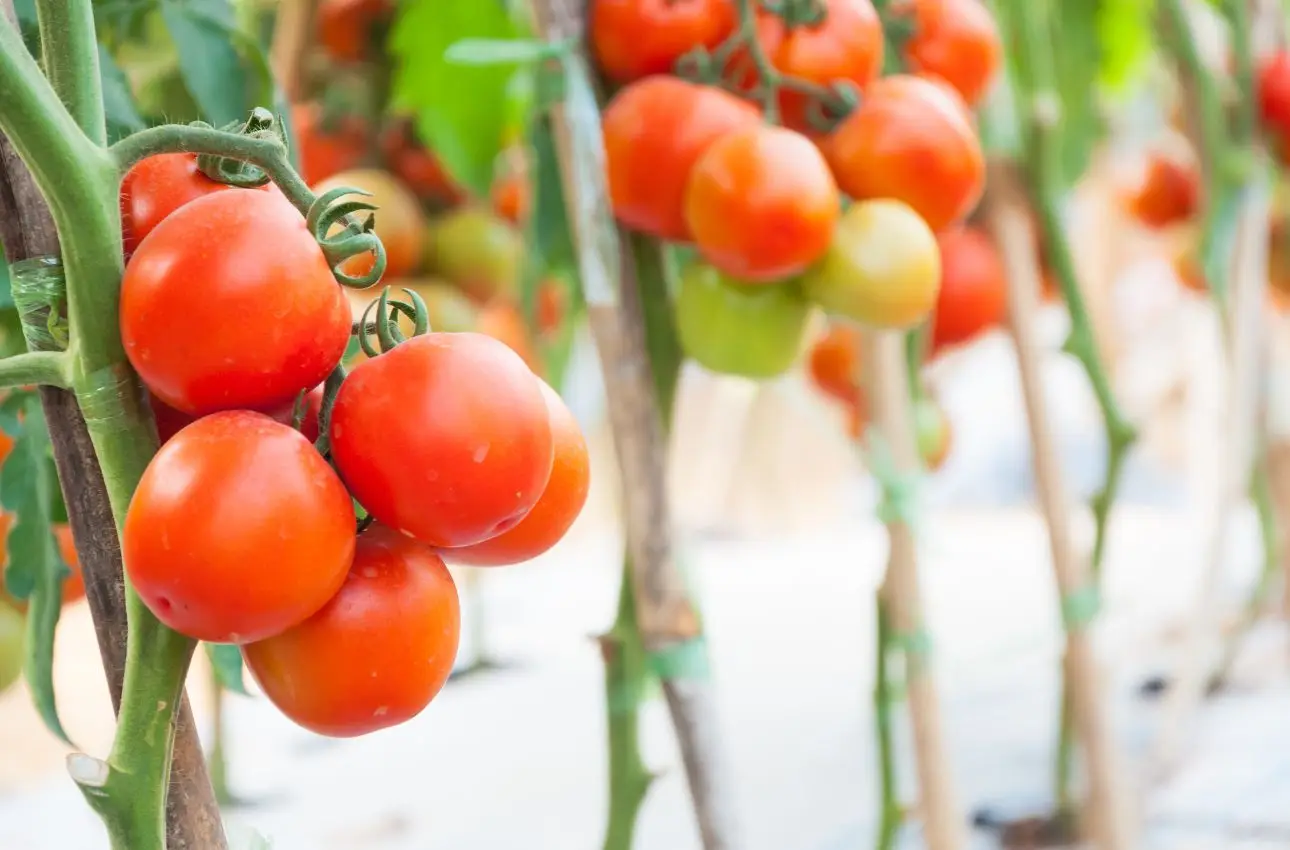 Solfato di potassio: come usarlo per pomodori succosi e piante più resistenti