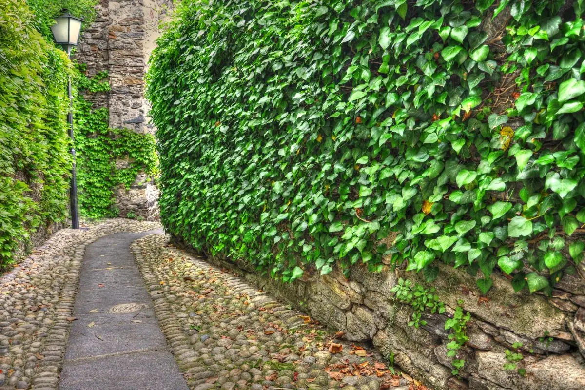 Un’idea veloce per coprire un muro esterno: le piante rampicanti più resistenti all’estate