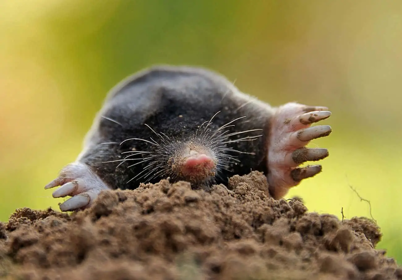 Gli incredibili nascondigli segreti degli animali selvatici che non immagineresti mai