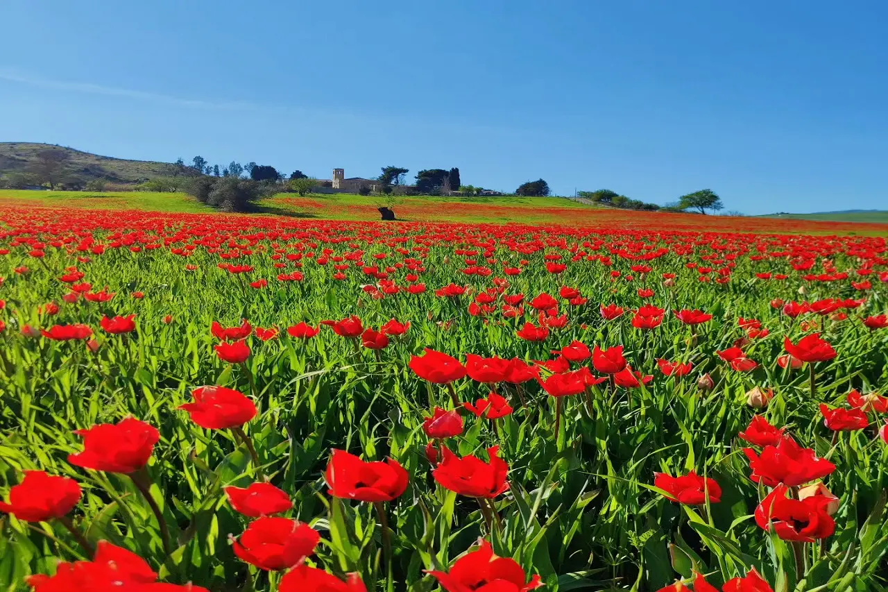 Non aspettare la primavera: ecco ogni quanto dovresti lavare le tende per non avere polvere