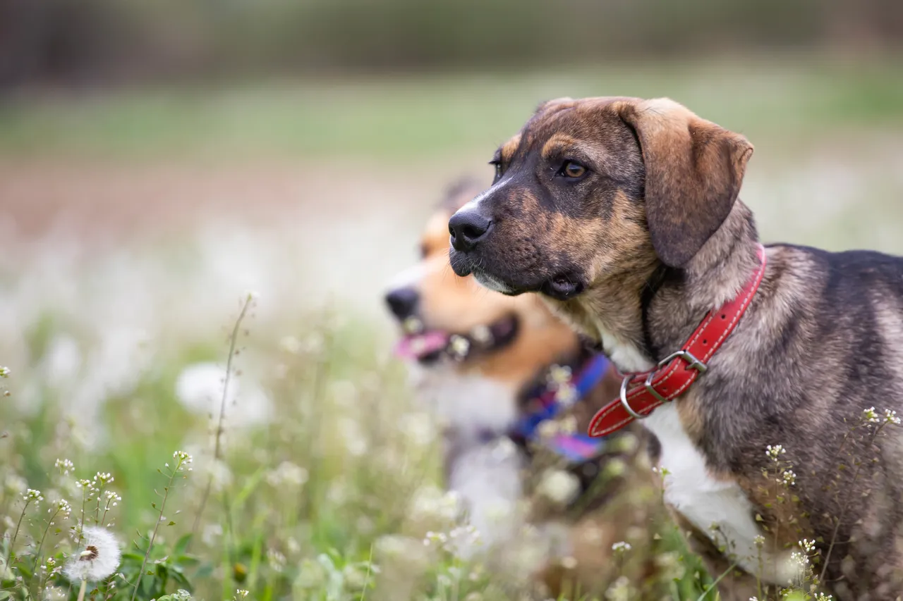 Può essere pericolosa per la salute di bambini e animali: ecco cosa dice l’esperto