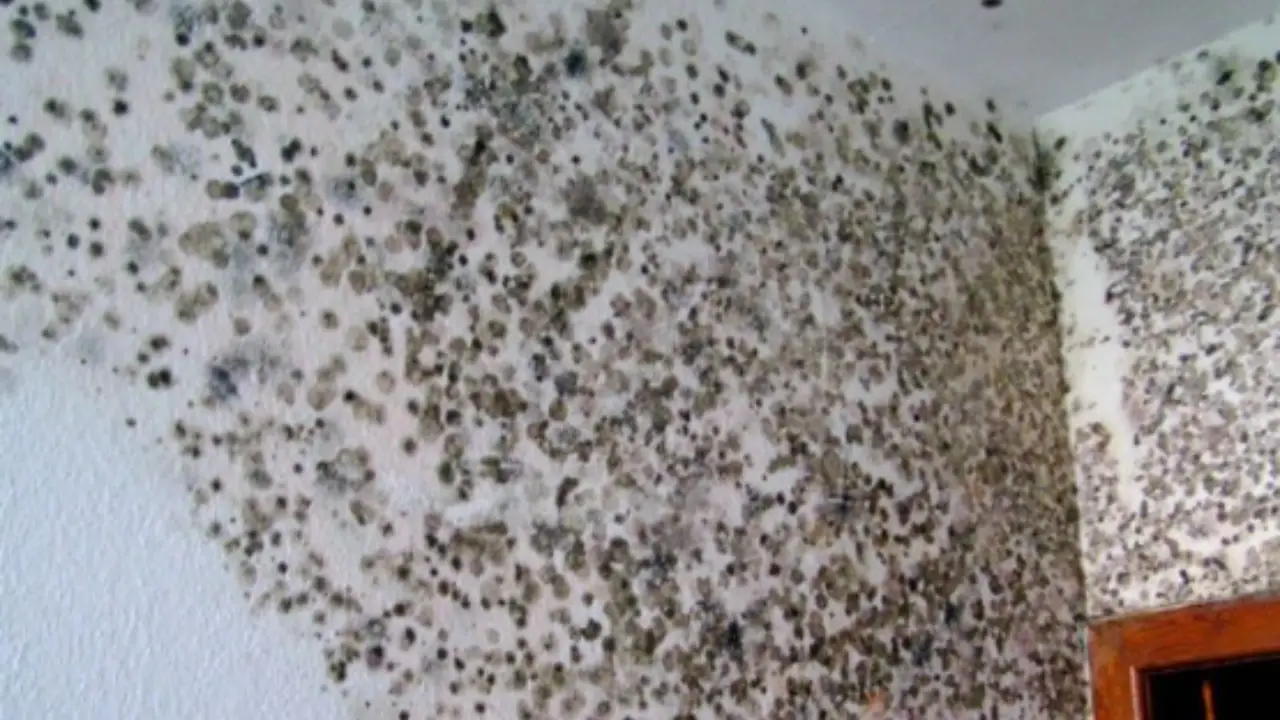 Hai la muffa in casa e chiami l’ASL? Ecco quanto costa davvero il sopralluogo e la procedura