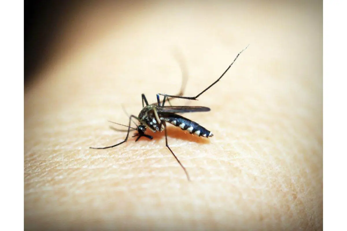 Proteggi i tuoi animali domestici dalle zanzare: ecco il repellente naturale che non è tossico