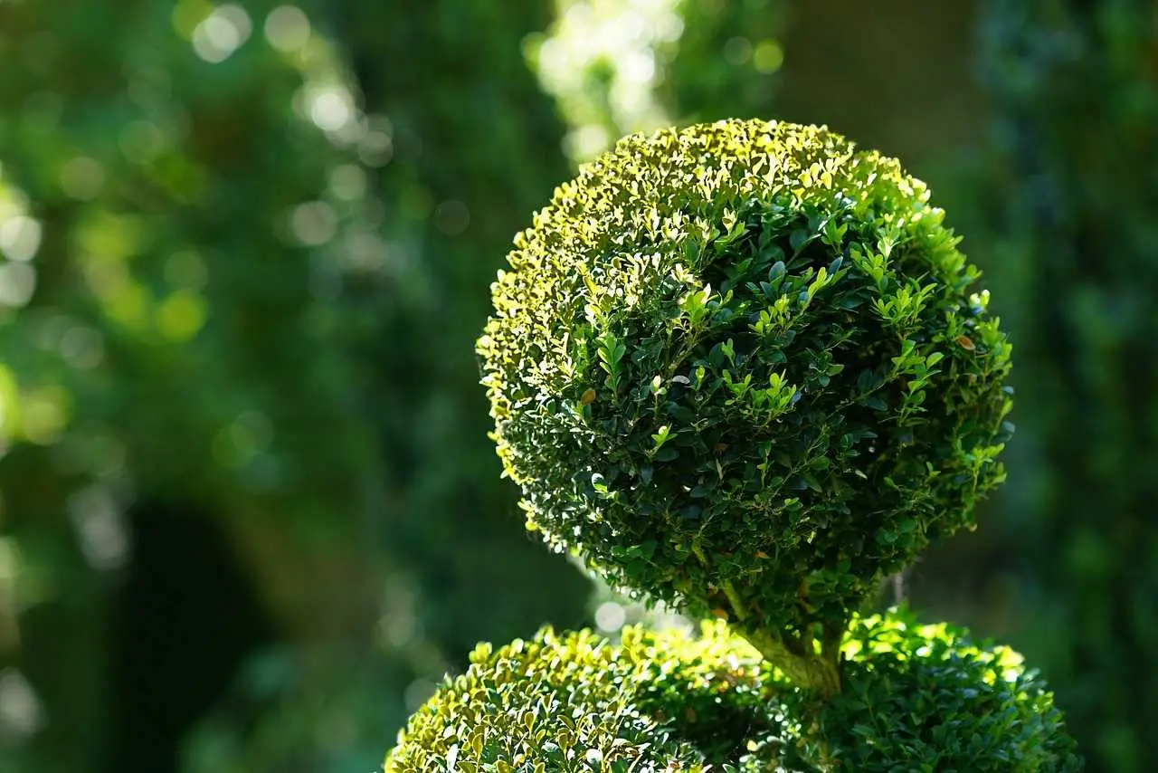 L’arbusto ideale per ombreggiare terrazzi piccoli resiste al caldo e non necessita manutenzione