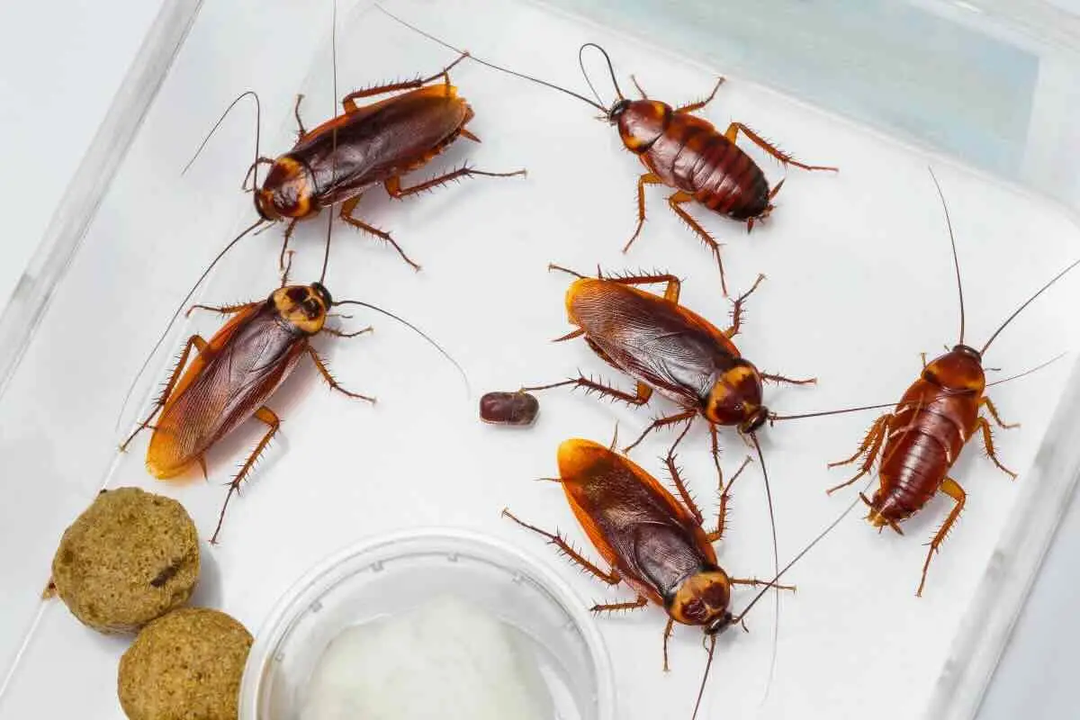 Allarme scarafaggi e animali domestici: ecco i rischi gravi che non conoscevi