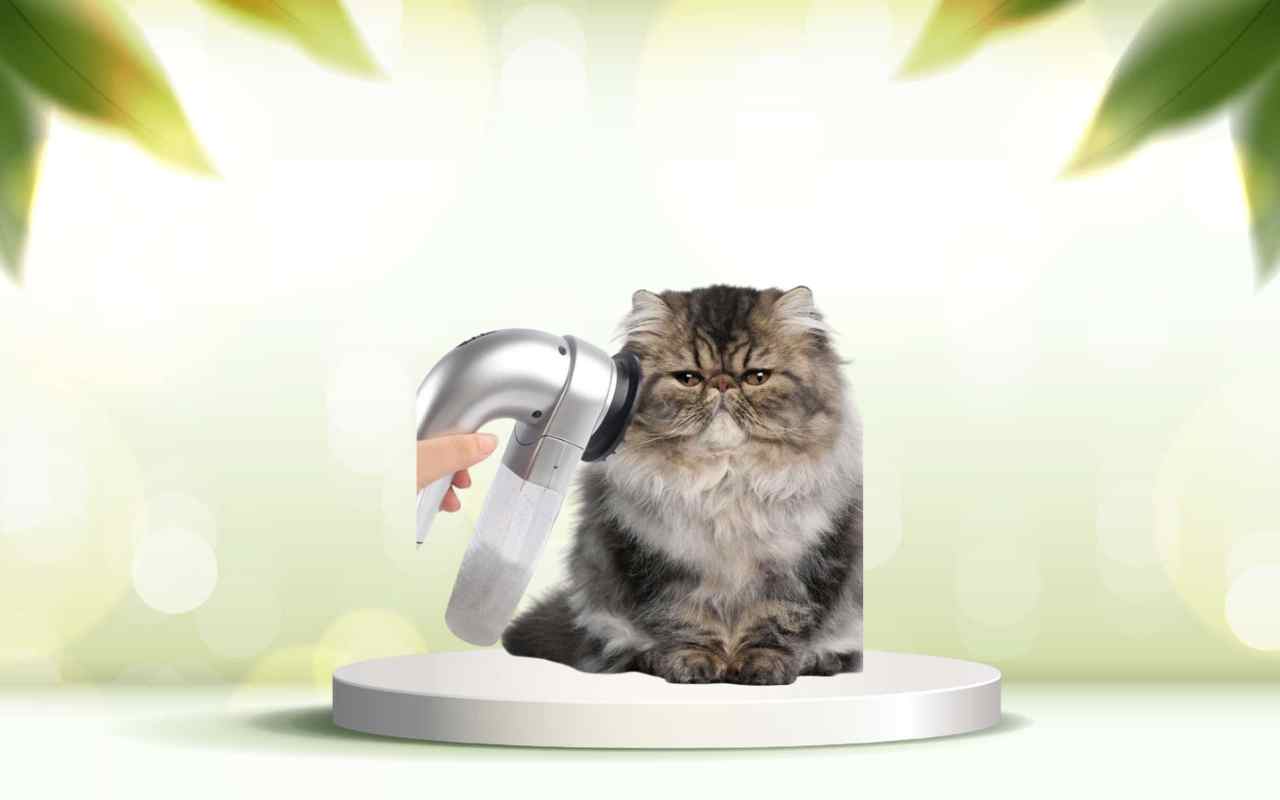 Dì addio ai peli degli animali in casa con SpazzolAmica: prova la soluzione definitiva